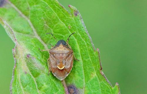Réf. 260 701 : Rubiconia intermedia